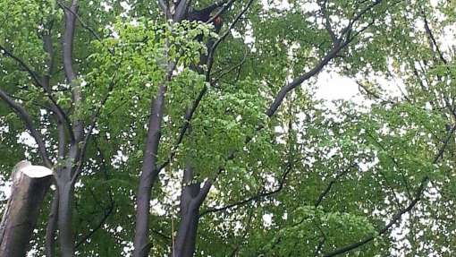 Bomen rooien Ritthem